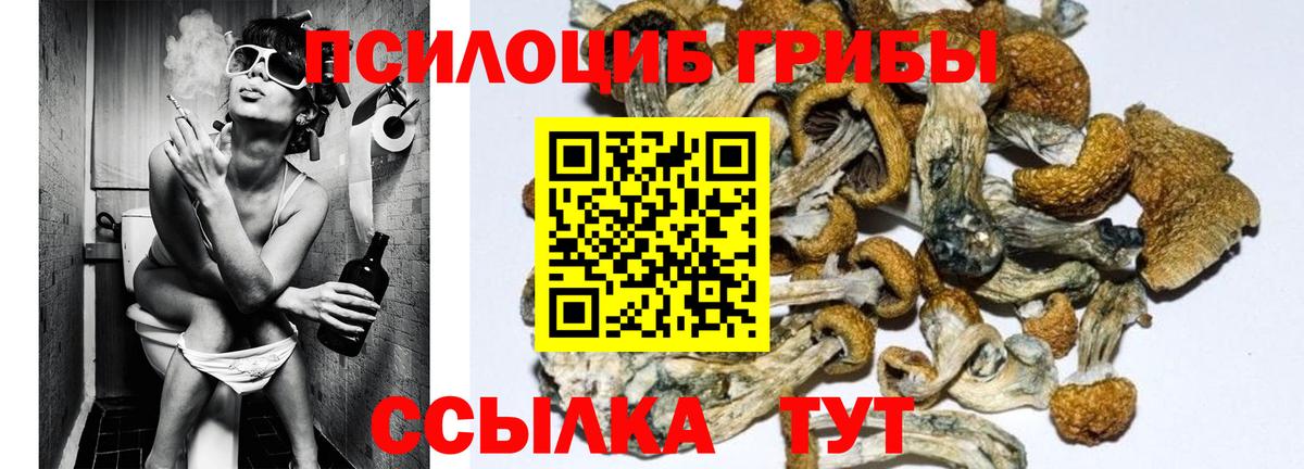 Галлюциногенные грибы Psilocybine cubensis Калуга